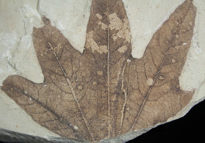 Fossil Sycamore Leaf - Green River Formation #2328